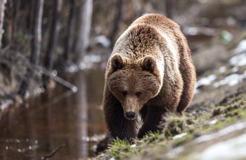بيلاروسيا تسمح بصيد الدببة لأول مرة منذ عام 1990 بيلاروسيا تسمح بصيد الدببة لأول مرة منذ عام 1990