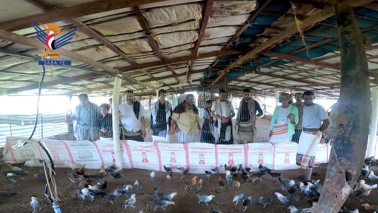 جمعية السخنة بالحديدة تتسلم ألفي دجاجة بلدي ضمن مشروع القروض البيضاء