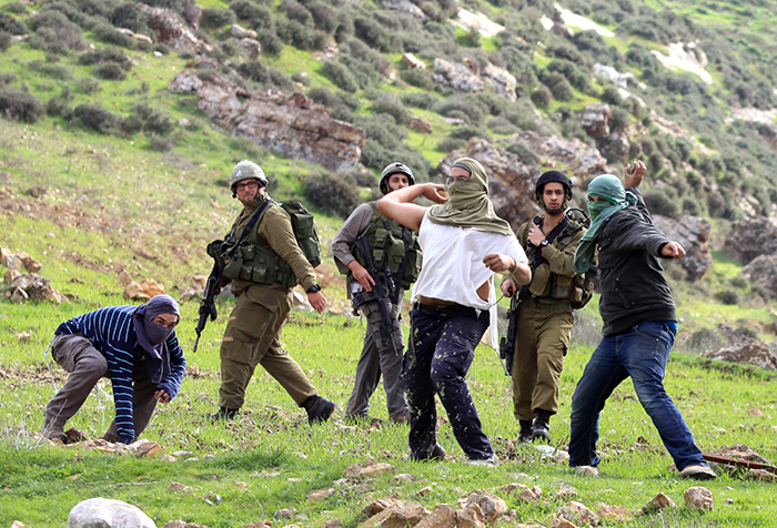 مستوطنون يعتدون على قاطفي الزيتون الفلسطينيين في عدة محافظات بالضفة