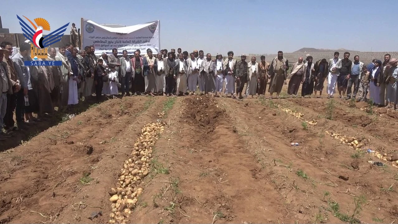 ذمار.. شركة البطاطس تدشن موسم حصاد محصول البطاطس