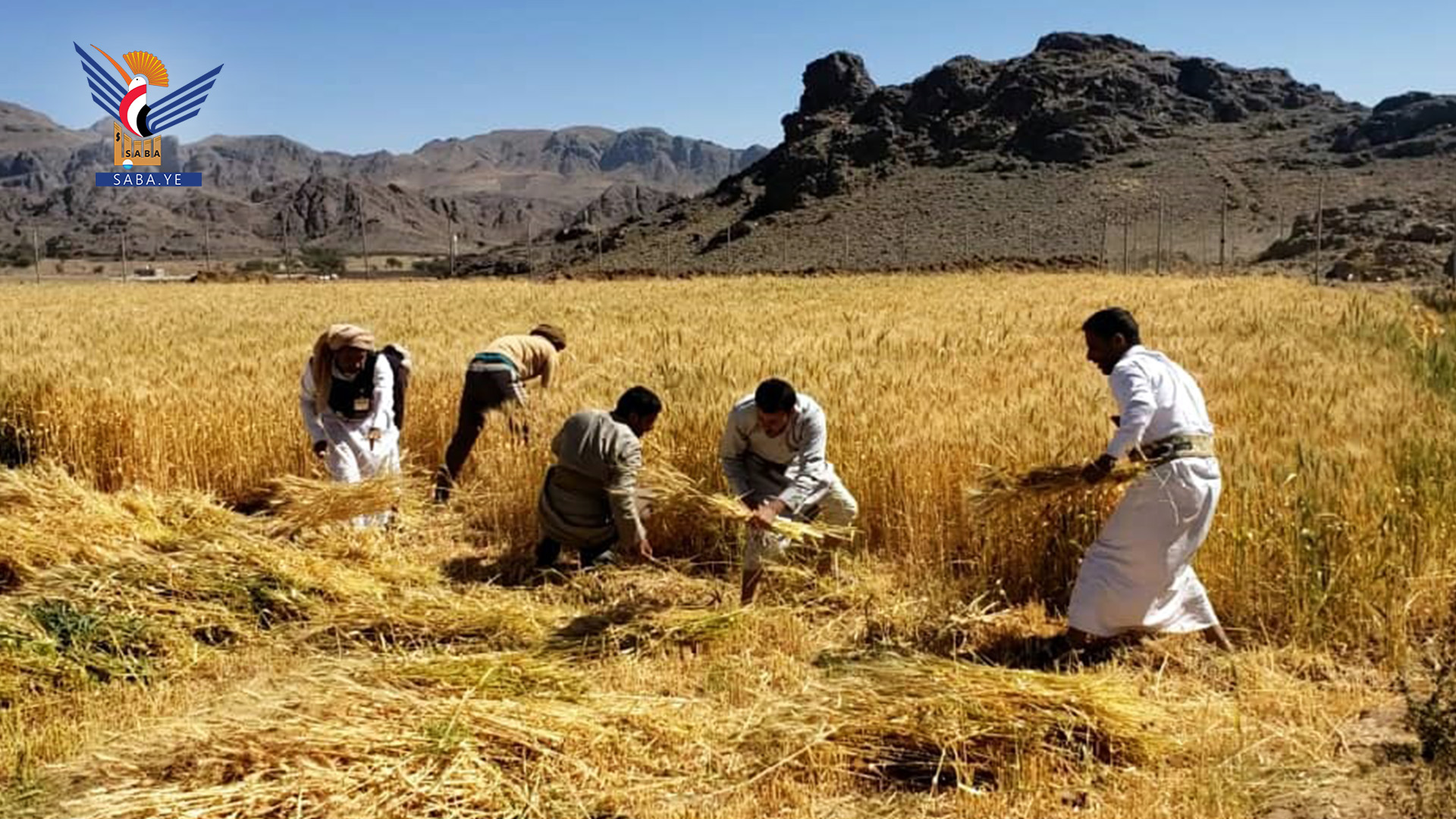 تدشين المرحلة الثانية من حصاد القمح المحسن في جحانة بمحافظة صنعاء