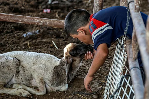 كيف سيحلّ عيد الأضحى على أهل غزة؟