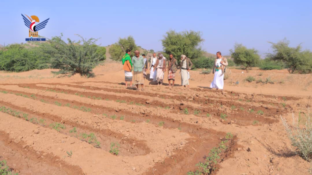 تدشين موسم الزراعة الشتوية لمحصول الذرة الشامية في تعز