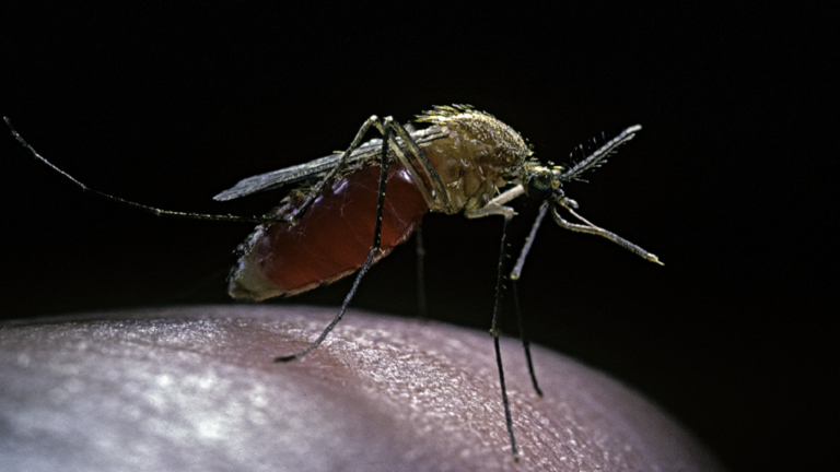 4 ألوان تجذب البعوض ينبغي تجنبها في الصيف 4 ألوان تجذب البعوض ينبغي تجنبها في الصيف