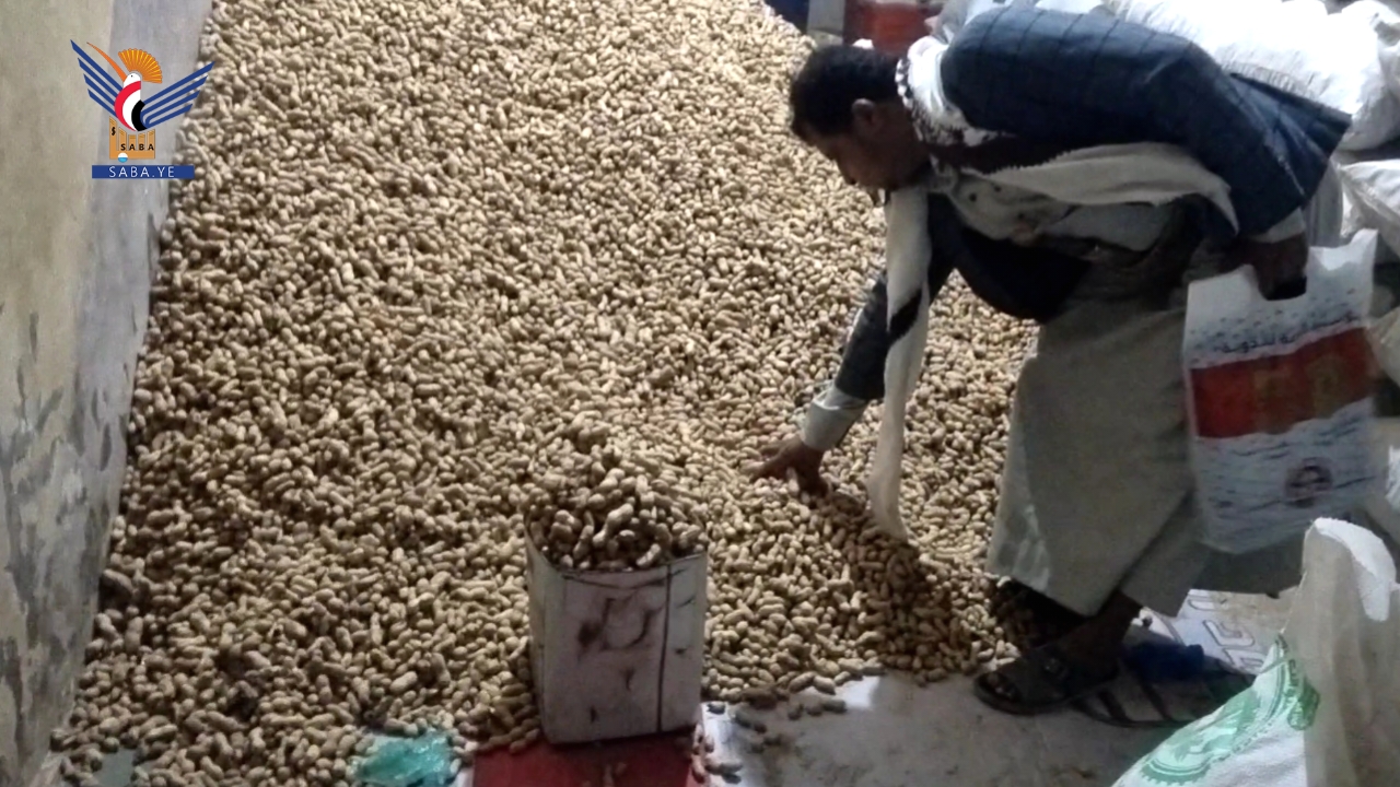 بدء تسويق خمسة طن ونصف من اللوز البلدي بتعز