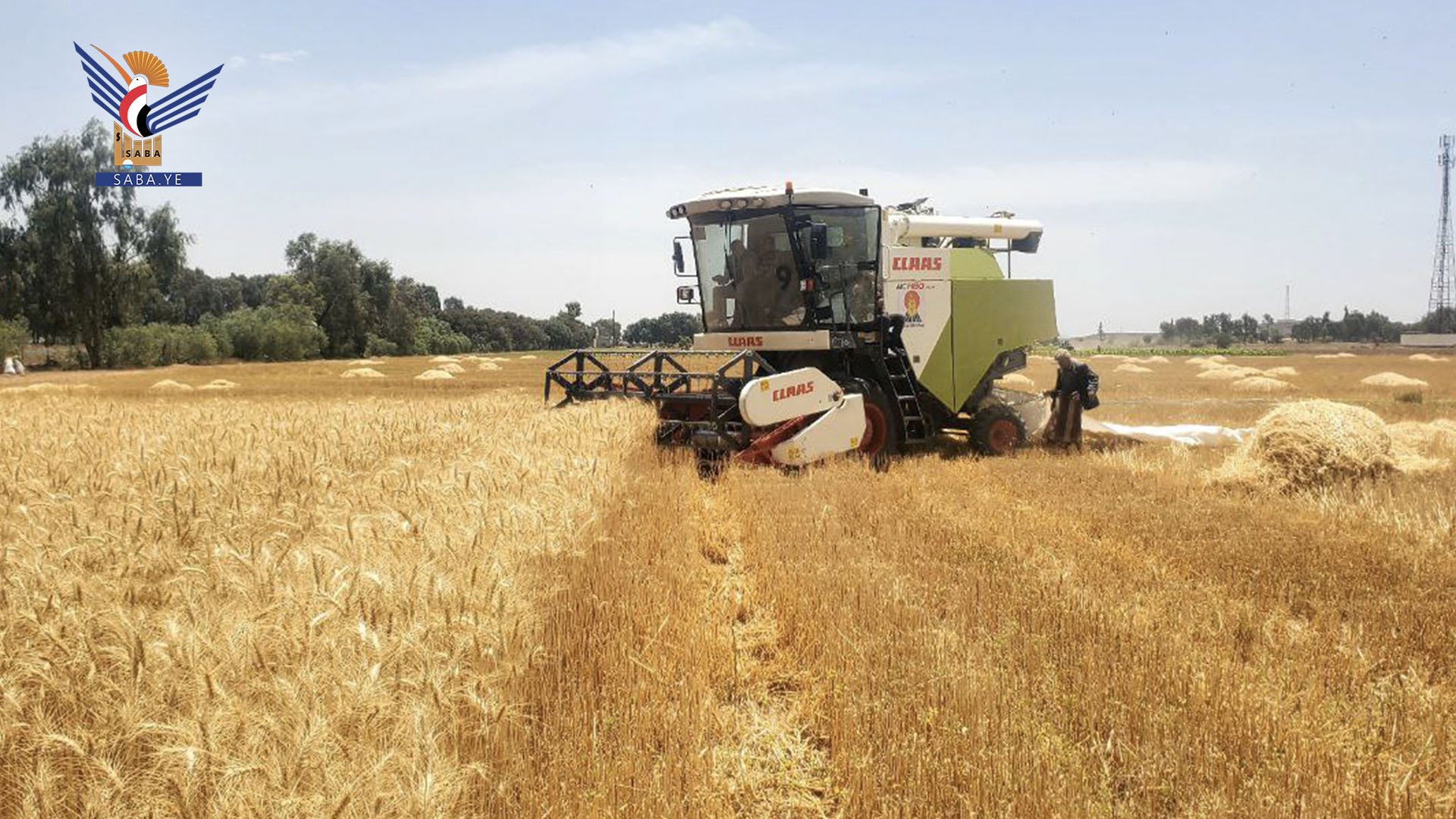 تدشين حصاد القمح في المزرعة البحثية بالمرتفعات الوسطى بذمار