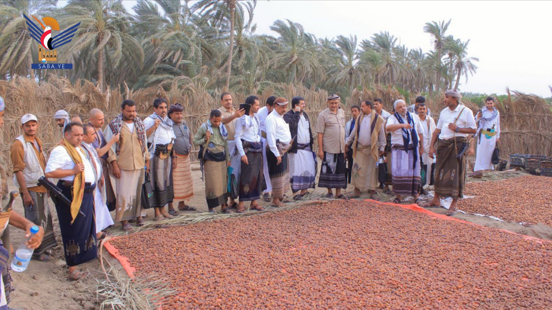 محافظ الحديدة يدشّن موسم حصاد التمور ومشروع التجفيف بمديرية التحيتا