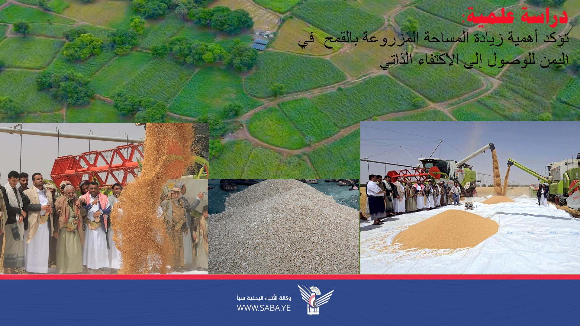 دراسة علمية تؤكد أهمية زيادة المساحة المزروعة بالقمح في اليمن للوصول إلى الاكتفاء الذاتي