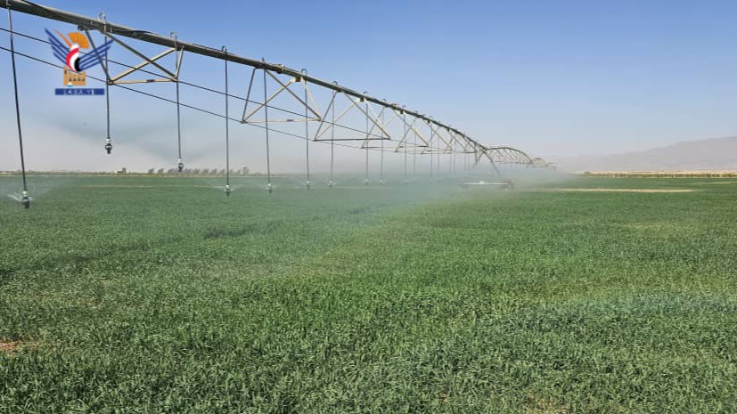 الجوف .. زراعة 17 ألف و600 هكتاراً من الحقول بمحصول القمح 