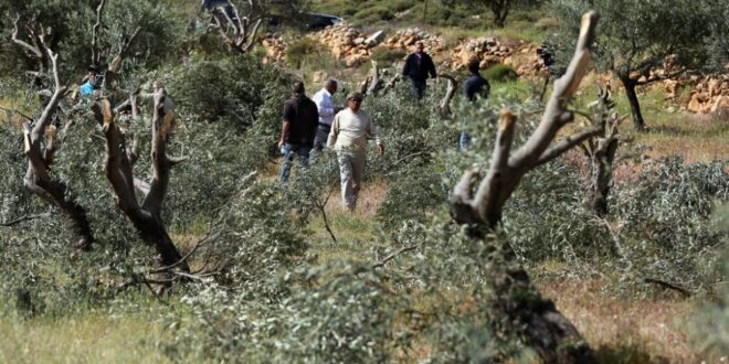 العدو الصهيوني يحتجز عشرة فلسطينيين بعد إعتداء المستوطنين عليهم في سلفيت