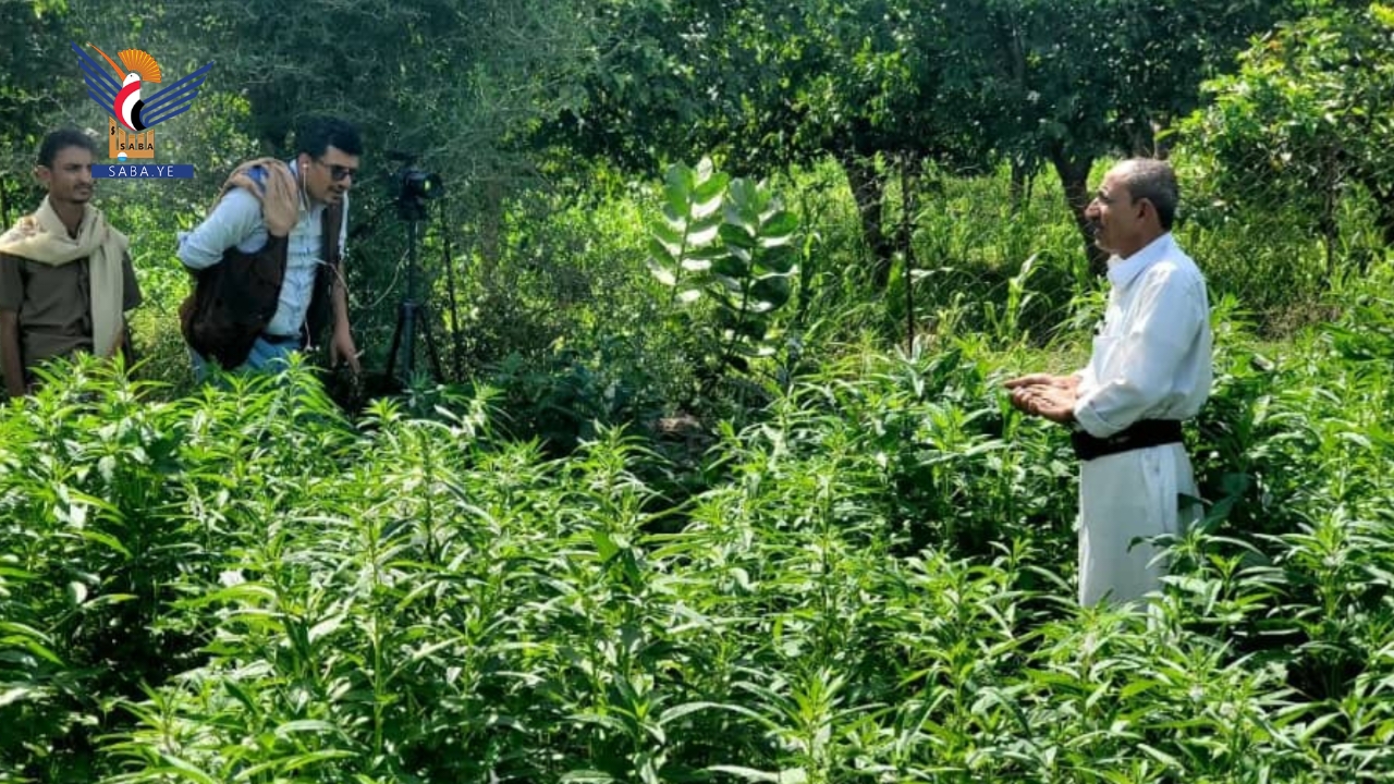 حقل إيضاحي لمحصول السمسم الأبيض في مديرية فرع العدين بإب