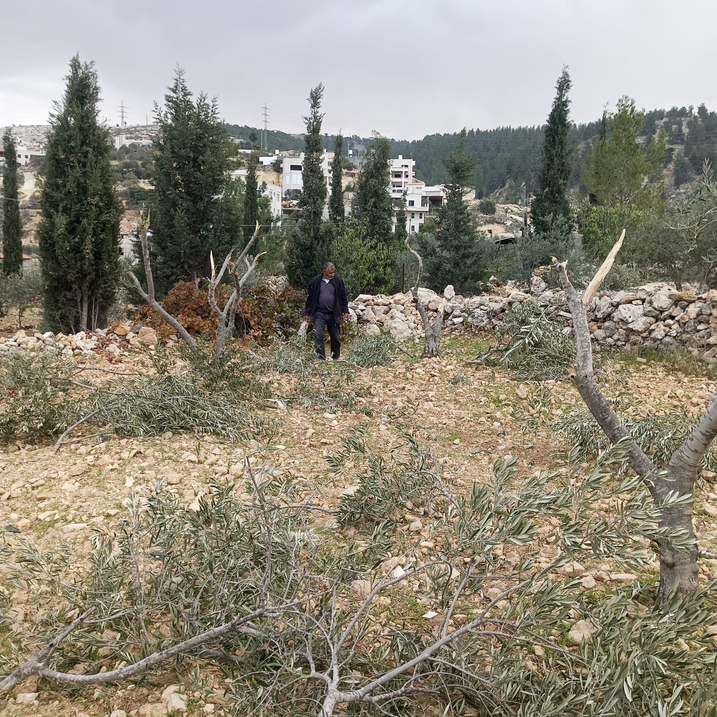 مستوطنون صهاينه يعتدون على أراضٍ زراعية في بادية القدس 
