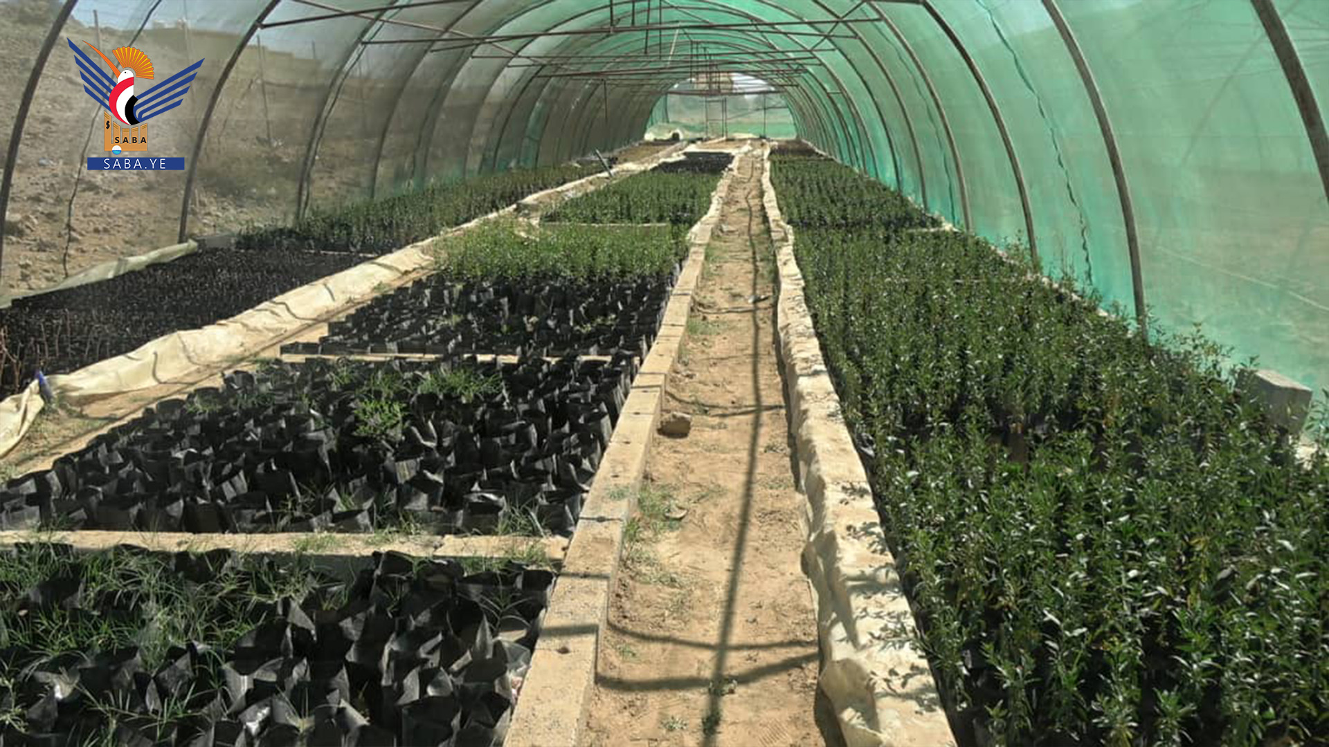  جمعية القطاع الشرقي التعاونية تدشن توزيع 10 آلاف شتلة لوزيات وفواكه 