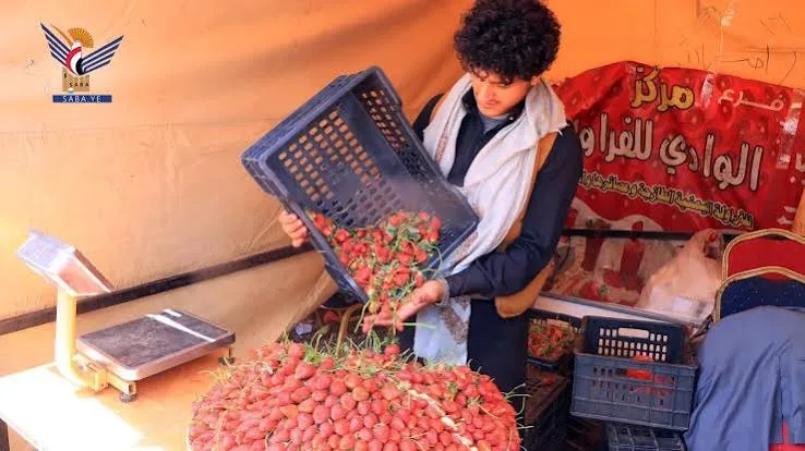 الفراولة تحفة الأرض اليمنية في معرض البلدة الطيبة