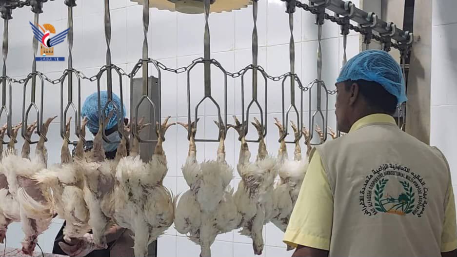 قطاع الدواجن في الحديدة.. حراك واسع نحو الاكتفاء الذاتي واستقرار الإنتاج