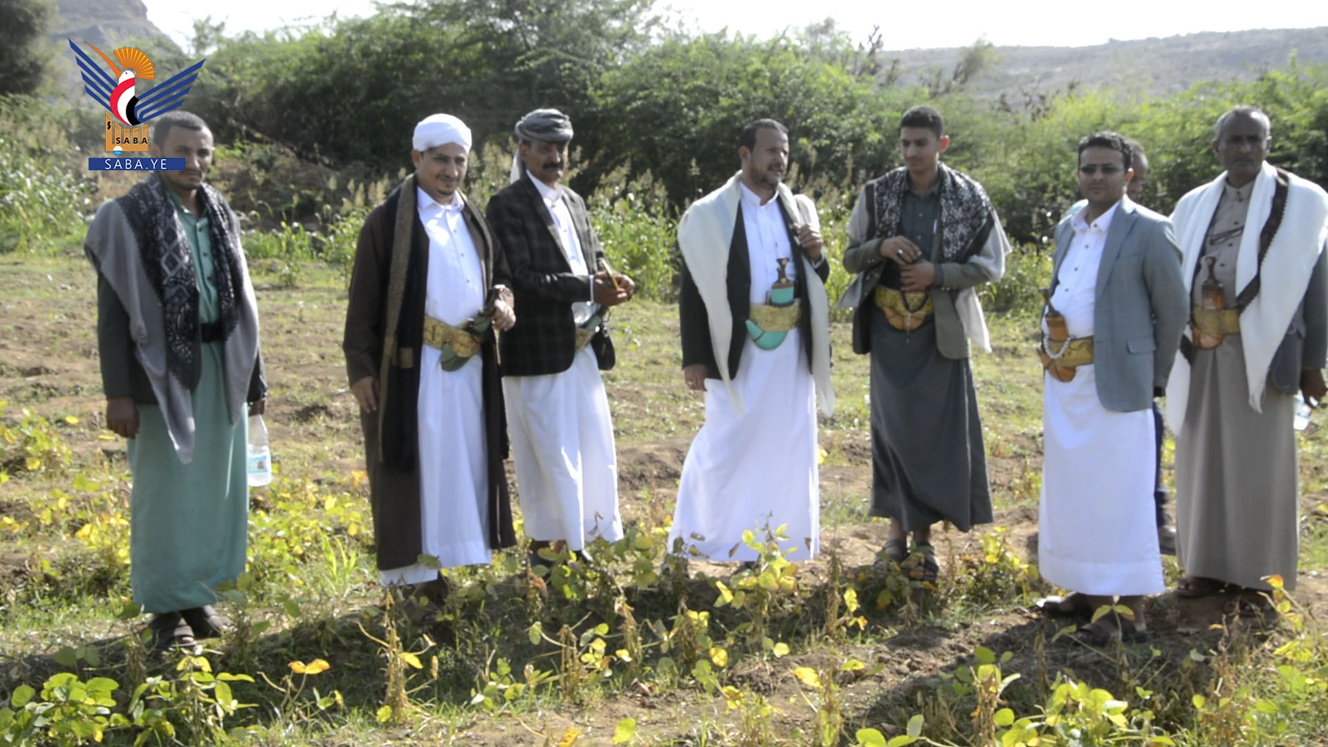  حصاد تجربة زراعة فول الصويا والقمح بعزلة الحبيبة وتشتيل نواة التمر في مقبنة بتعز