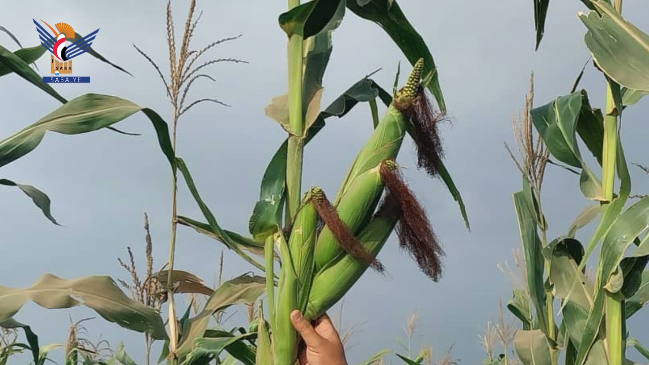 الحديدة.. تدشين حصاد محصول الذرة الشامية بمديرية باجل للموسم الزراعي 1447هـ