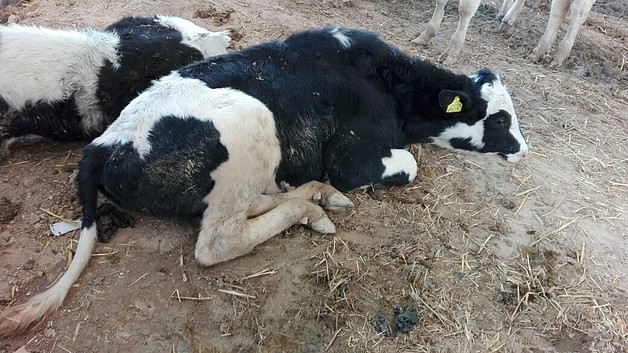 "الأورومتوسطي": العدو الصهيوني دمّر 97 بالمئة من الثروة الحيوانية في غزة