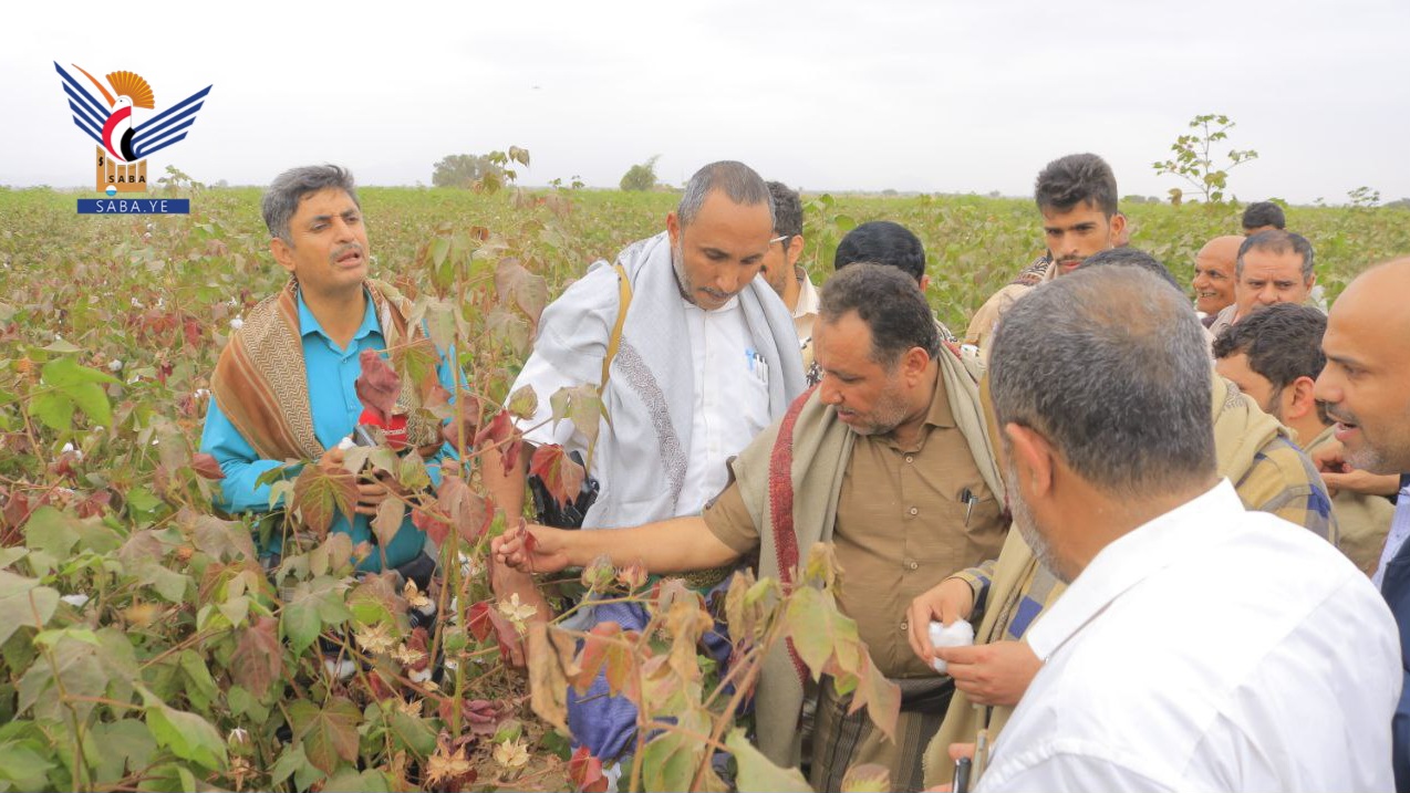  محافظ الحديدة يدشّن حصاد محصول القطن في مديرية الضحي