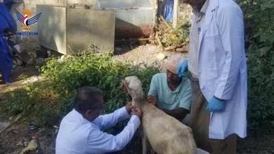 تدشين مسح بيطري بالمحويت لكشف أمراض الأغنام
