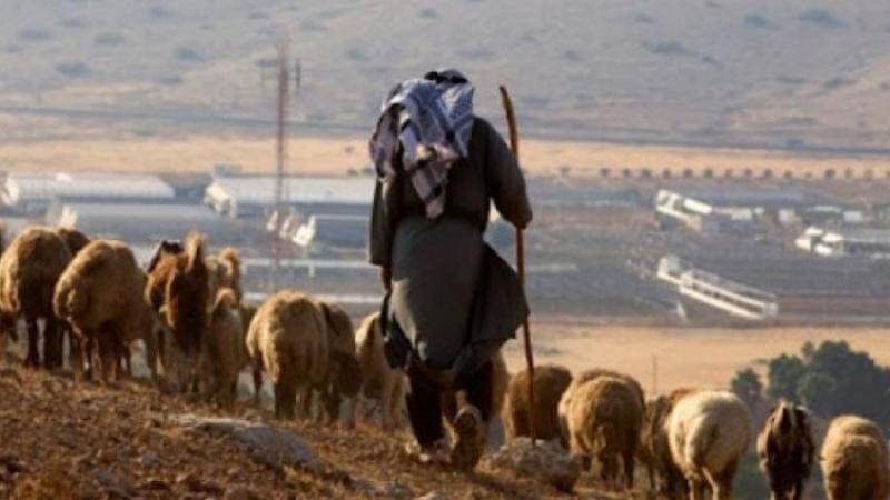 مستوطنون يحتجزون شابين فلسطينيين في بيتا جنوب نابلس وآخرون يهاجمون رعاة أغنام شرق بيت لحم  