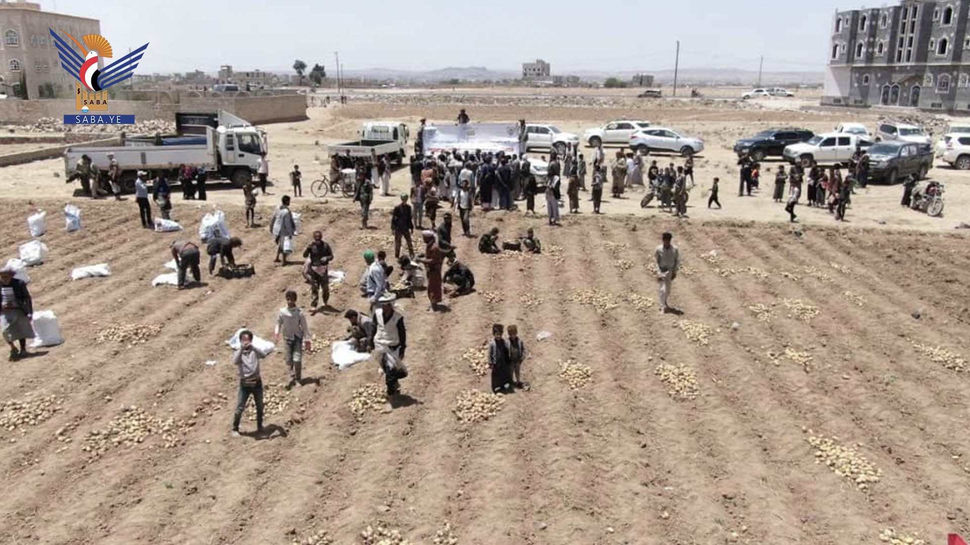 وزير الزراعة ومحافظ ذمار يدشّنان موسم الحصاد الربيعي لبذور البطاطس في ذمار