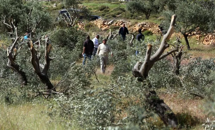 العدو الإسرائيلي يقتلع مئات أشجار الزيتون ويجرف أراضي شرق رام الله