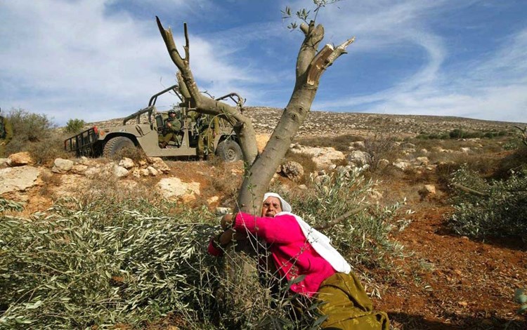 من فلسطين إلى عفرين.. لماذا تُقتلع أشجار الزيتون؟ من فلسطين إلى عفرين.. لماذا تُقتلع أشجار الزيتون؟