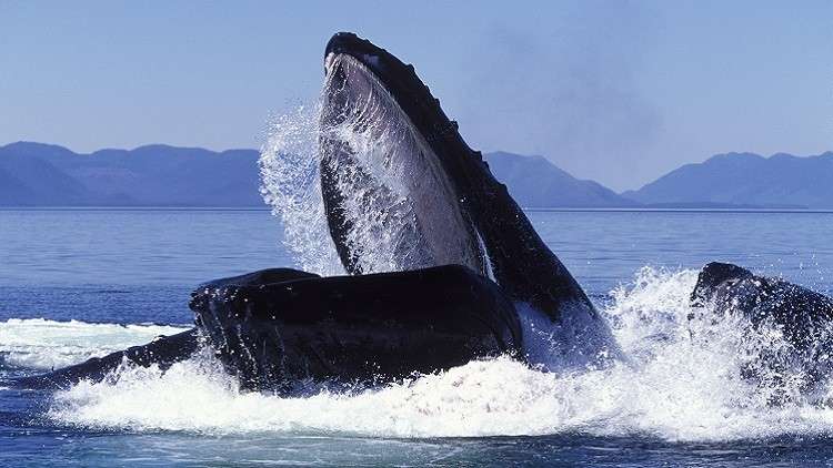 حوت يجبر السياح على الاستحمام! حوت يجبر السياح على الاستحمام!