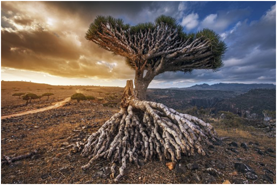 صراع السيطرة على سقطرى صراع السيطرة على سقطرى