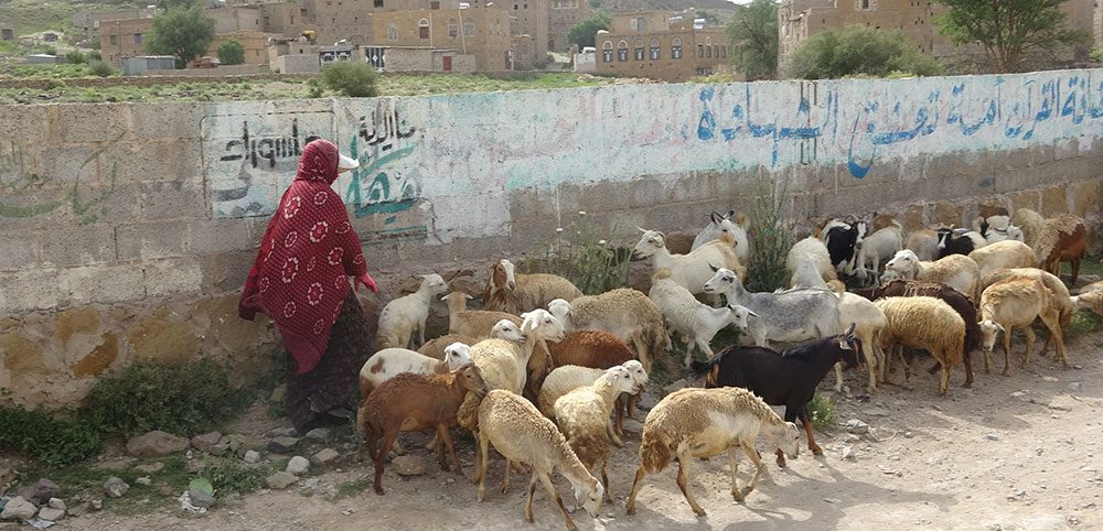 امرأة الريف اليماني تقود بلادها نحو الاكتفاء والتنمية امرأة الريف اليماني تقود بلادها نحو الاكتفاء والتنمية