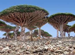 أكذوبة الانسحاب الإماراتي من اليمن