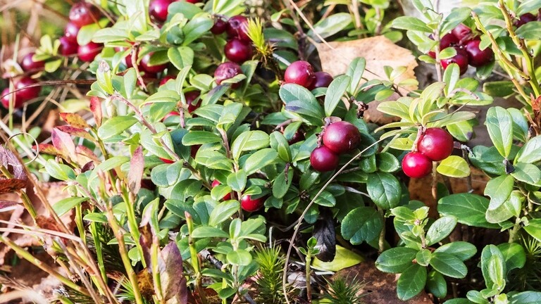 اكتشاف استخدامات جديدة لأوراق نبات عنب الثور اكتشاف استخدامات جديدة لأوراق نبات عنب الثور