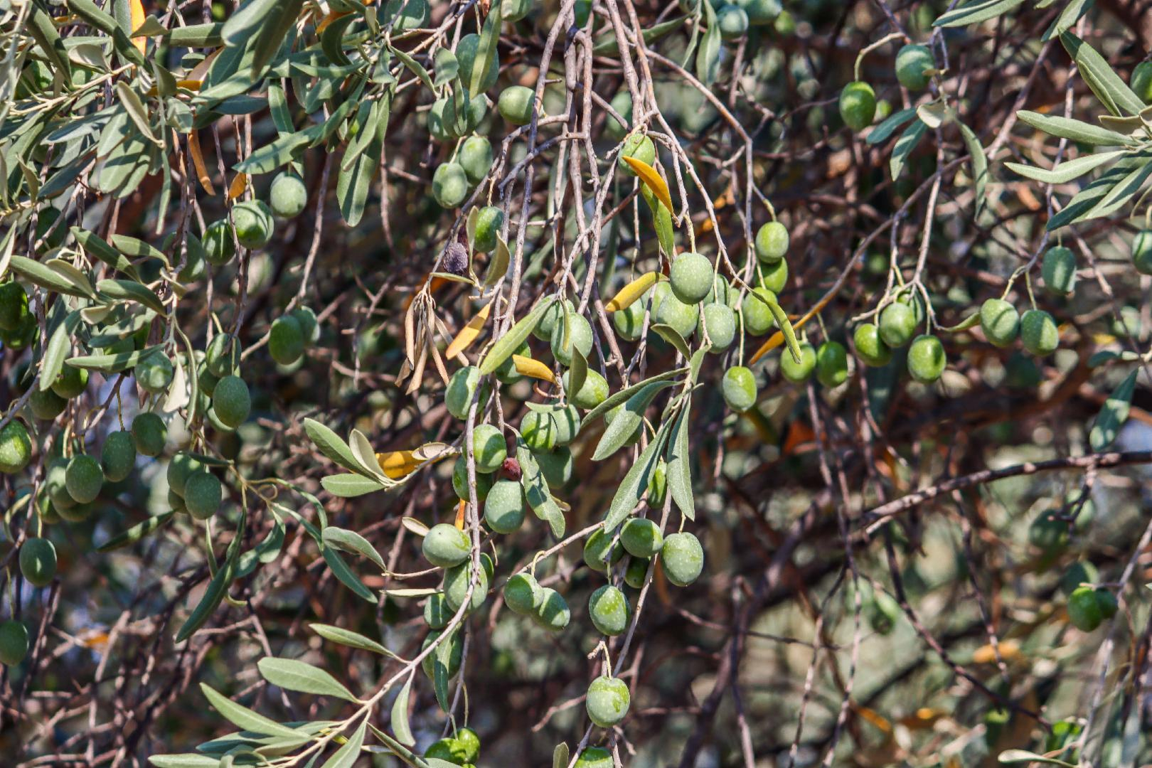 علماء روس يثبتون إمكانية استخدام أوراق الزيتون في علاج النوع الثاني من داء السكري علماء روس يثبتون إمكانية استخدام أوراق الزيتون في علاج النوع الثاني من داء السكري