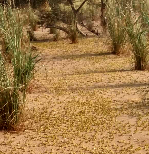 موجة جراد شرسة تٌنذر بكارثة اقتصادية وخسارة المحاصيل الزراعية بمناطق السهل التهامي موجة جراد شرسة تٌنذر بكارثة اقتصادية وخسارة المحاصيل الزراعية بمناطق السهل التهامي