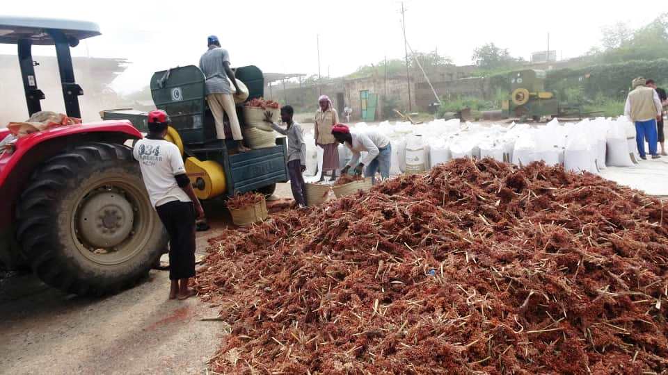 مؤسسة الحبوب تحصد الدخن والذرة للموسم الخريفي في سردود بالحديدة مؤسسة الحبوب تحصد الدخن والذرة للموسم الخريفي في سردود بالحديدة