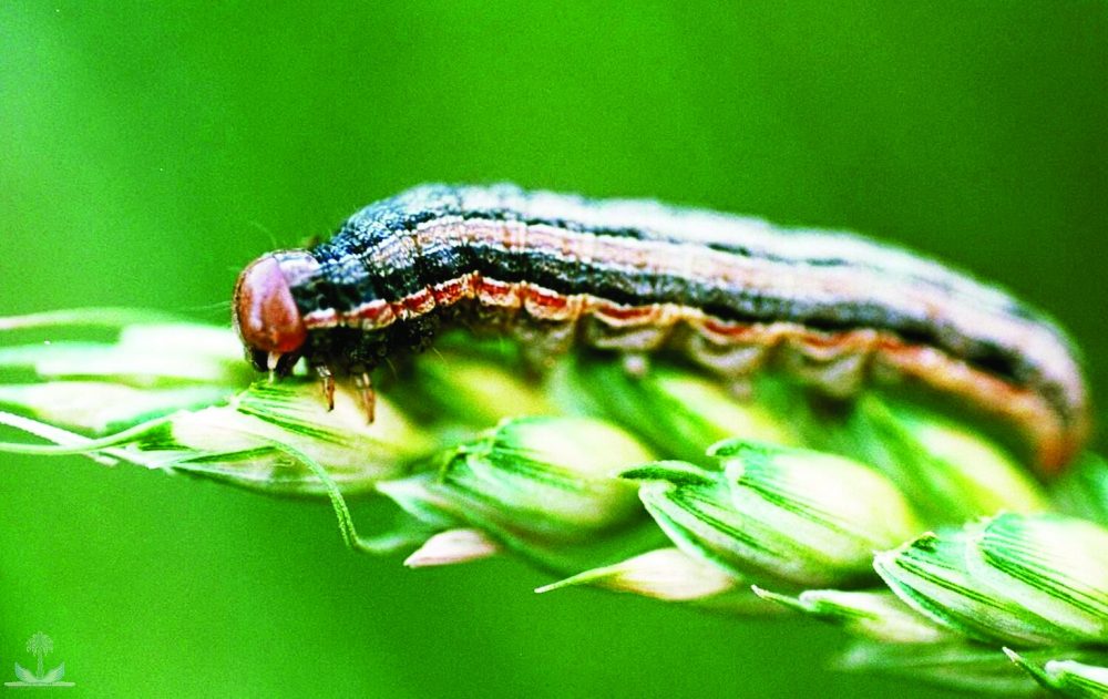 الزراعة تنفذ حملة ميدانية لمكافحة دودة الحشد الخريفية في الحديدة وريمة وذمار