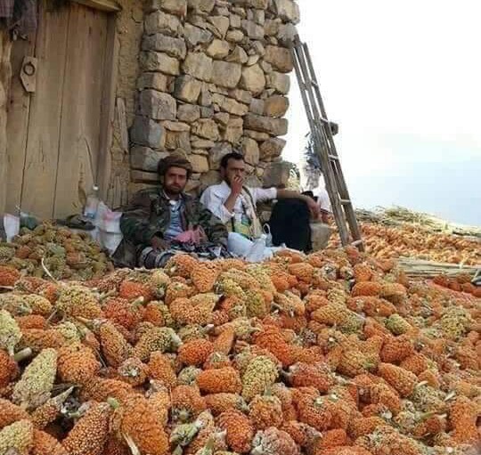 مؤسسة الحبوب تخطط للتوسع في زراعة الحبوب الغذائية