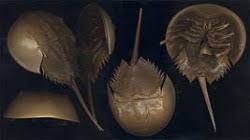 مخلوق بحري صغير “ينقذ ملايين البشر” حول العالم سنويا مخلوق بحري صغير “ينقذ ملايين البشر” حول العالم سنويا