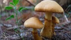 العثور على فطر قادر على “أكل” الإشعاع في تشرنوبل