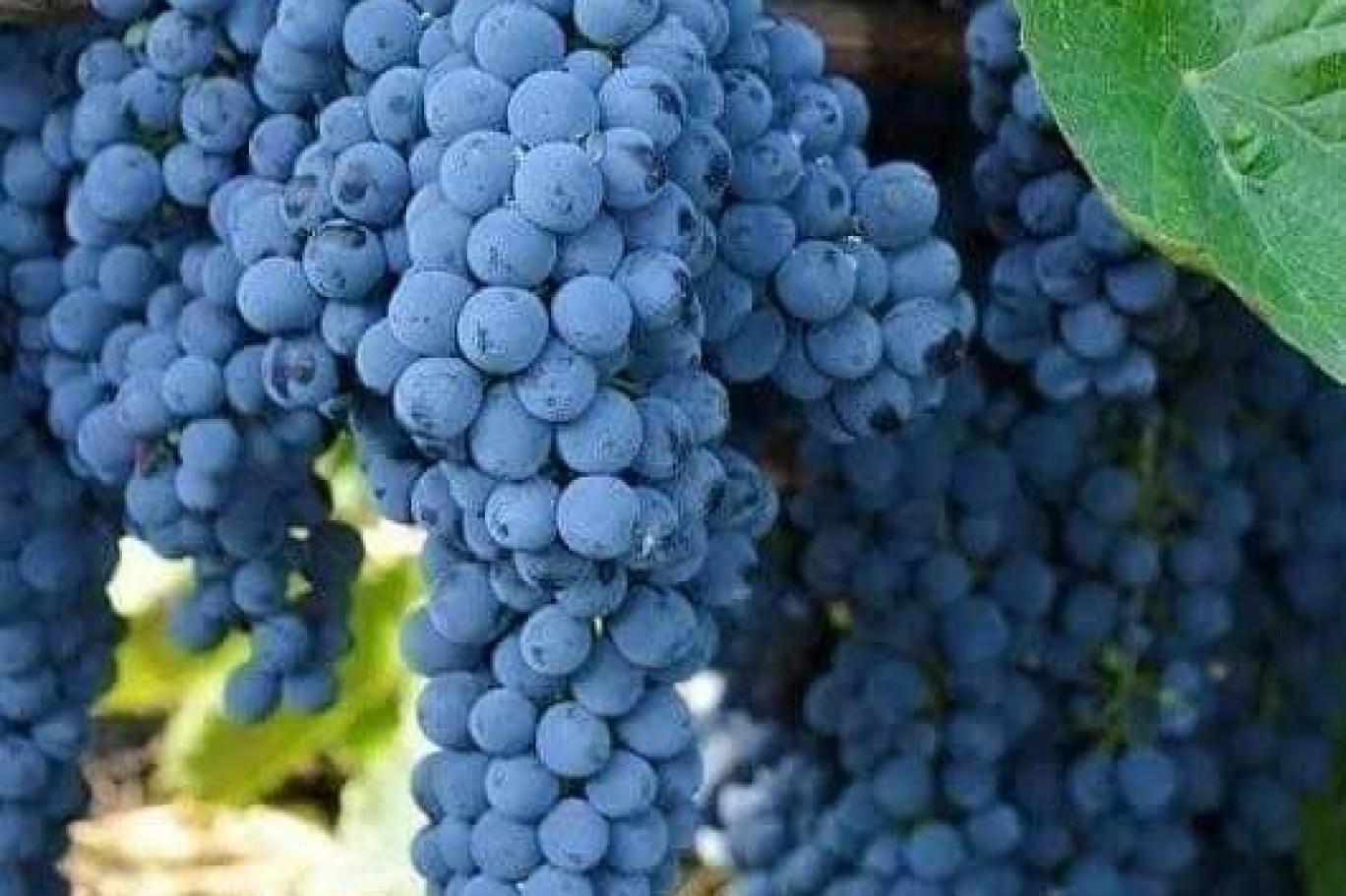 عنب اليمن “جواهر” عابرة للحدود عنب اليمن “جواهر” عابرة للحدود