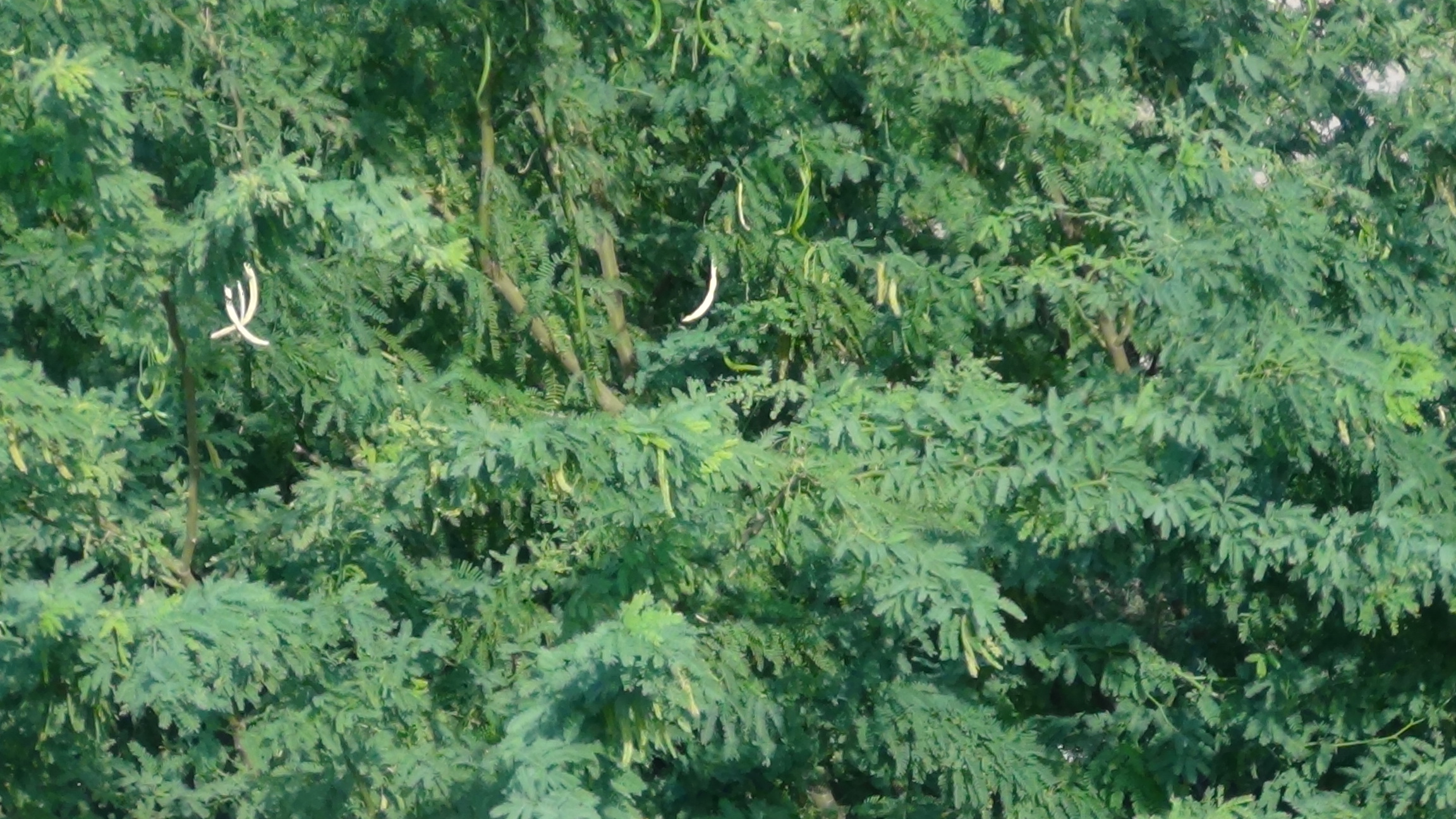 سيسبان اليمن “شجرة ذكية” تقضي على آلاف الهكتارات سيسبان اليمن “شجرة ذكية” تقضي على آلاف الهكتارات
