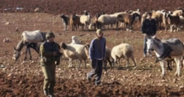 مستوطنون يرعون مواشيهم في مزارع الفلسطينيين شمال أريحا ويقتحمون مسجدا في كيسان شرق بيت لحم