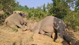 مقتل 7 أفيال بحادث قطار في الهند