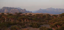 سقطرى موطن المناظر الطبيعية النادرة على الأرض في خطر