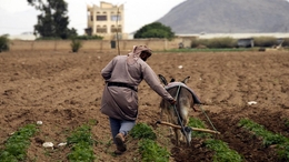 القطن اليمني في دائرة الخطر