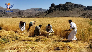 تدشين المرحلة الثانية من حصاد القمح المحسن في جحانة بمحافظة صنعاء