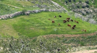 اعتداءات للمستوطنين في الضفة الغربية