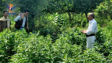 حقل إيضاحي لمحصول السمسم الأبيض في مديرية فرع العدين بإب