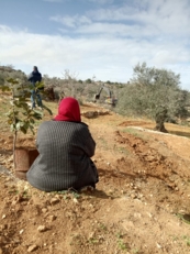من الجذور إلى الجدار: كيف يُعيد الاستيطان رسم قريوت الفلسطينية بالقوة